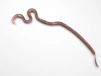 Roundworm 3D model