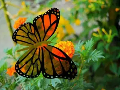 Butterfly Animation Model Low-poly 3D model