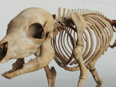 Piglet Skeleton 3D model