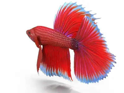 Betta Fish Low-poly 3D model