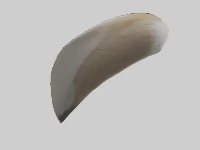 Coyote Tail Model 3D model