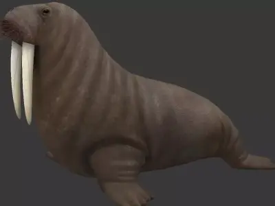 Odobenus rosmarus Low-poly 3D model