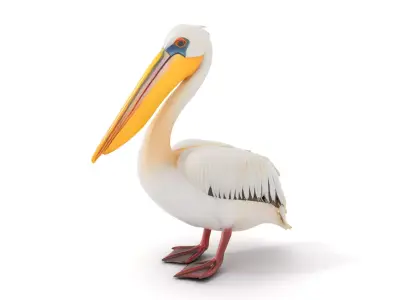 Elegant White Pelican model pack Low-poly 3D model