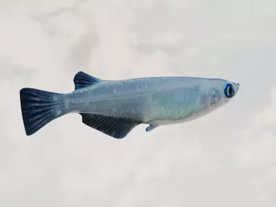 Madeka Fish 3D model