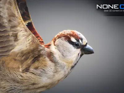 Animated Sparrow 3D model