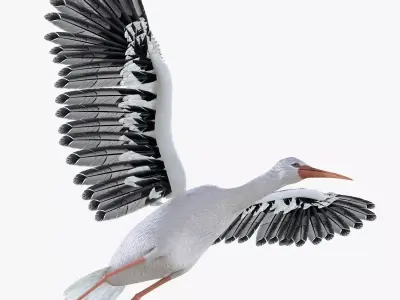 Stork bird rigged 3d model Low-poly 3D model