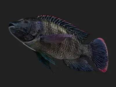 Cichlid Low-poly 3D model