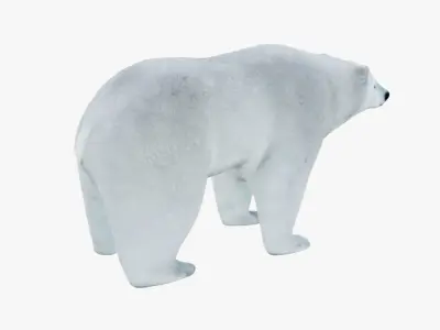 Polar Bear Free 3D model