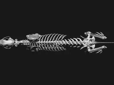 Dog Skeleton 3D model
