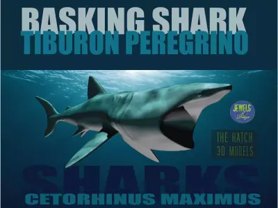 Basking Shark 3D model