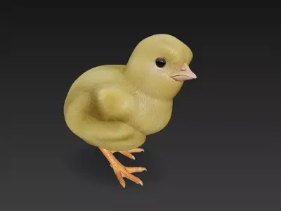 Chick Baby 3D Model Basic - Low Poly Simple Low-poly 3D model