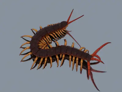 Centipede Low-poly 3D model