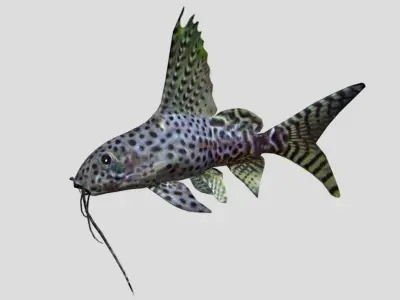 Synodontis Eupterus Low-poly 3D model