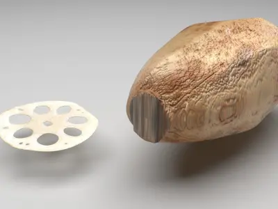 Lotus Root 3D model