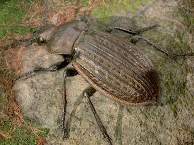 3d Scanned Insects - Carabus Ullrichi Beetle 3D model