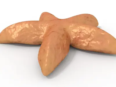 Starfish Rigged 3D model