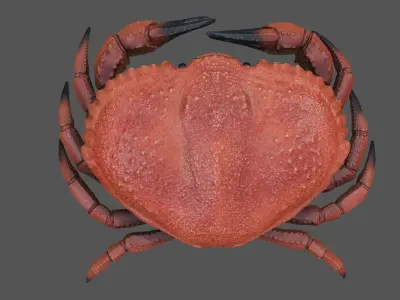Crab Big Red  Low-poly 3D model