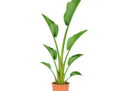 ikea STRELITZIA Potted plant Bird of paradise 3D model