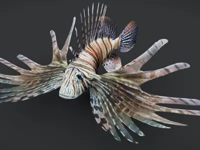 Realistic Lionfish Animated 3D model