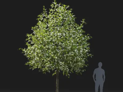 Prunus Padus 04 3D model