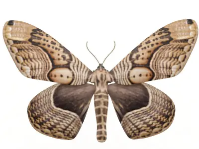 Owl Moth 3D model