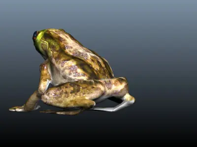 green frog 3D model