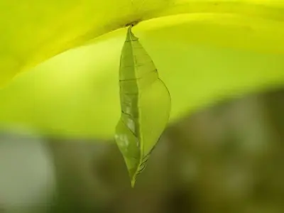 Chrysalis 1 butterfly on leaf Low-poly 3D model