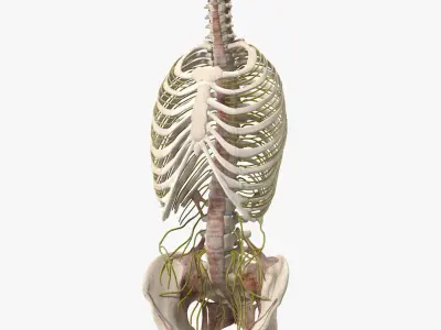Female Spine Anatomy 3D model