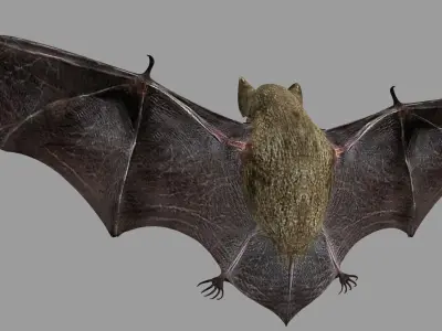 Bat animation Low-poly 3D model