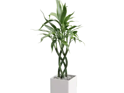  Bamboo Trellis Plant Model 