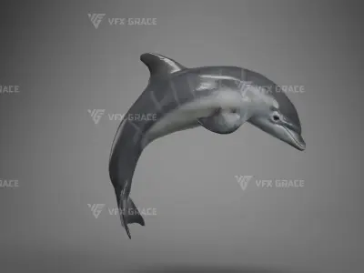 Bottlenose Dolphins Young Animation - VFX Grace 3D model