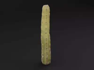 Cactus Plant Low-poly 3D model