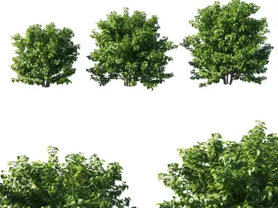 Syringa vulgaris bush 02 3D model