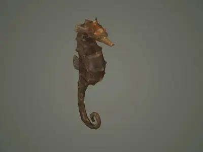 seahorse sea horse fish aquarium hippocampus seahorses  3D model