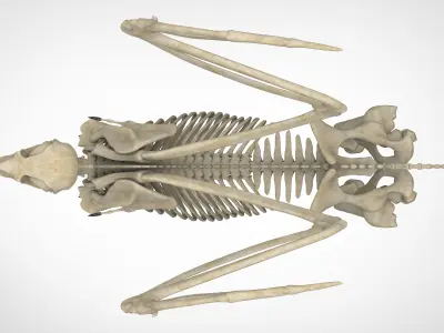 Hippogriff Skeleton 3D model