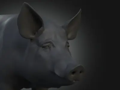 DomesticPig Male Free 3D model