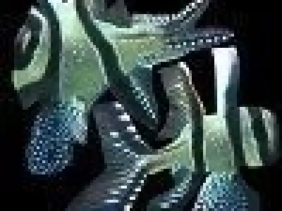 Benggai cardinal marine fish Low-poly 3D model