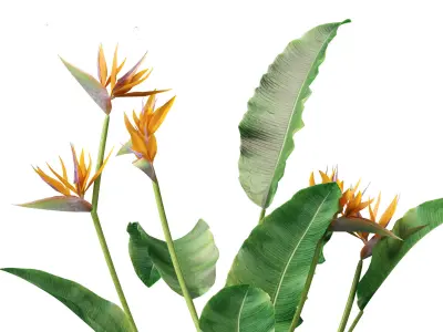 Strelitzia reginae - crane flower 3D model