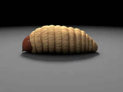 Red Palm Weevil Larvae -Rhynchophorus ferrugineu Low-poly 3D model