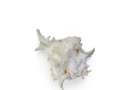 Shell 03 - Low and High Poly Versions  Low-poly 3D model