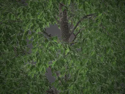 XfrogPlants Common Oak - Quercus Robur  3D model