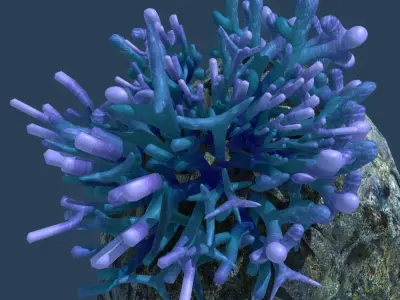 Coral on rock 3D model