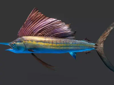 Realistic Sailfish Animated 3D model