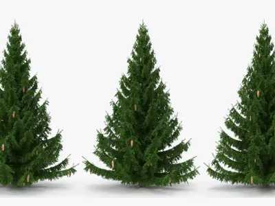 Coniferous Spruce Tree with Cones Green 3D model
