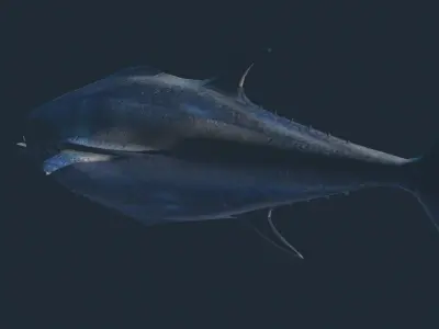 Tuna 3D model bluefin Low-poly 3D model