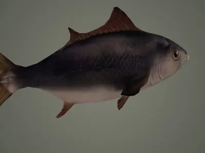 fish underwater ocean sea water animal sardine shoal nature 3D model