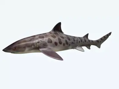 Leopark Shark 3D model