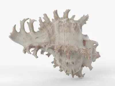 Photorealistic 3D scan of sea shell Low-poly 3D model