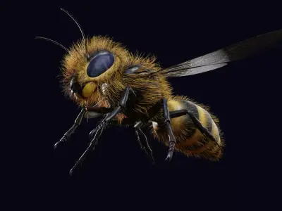 Animated Worker Bee  Rig  Flight Cycle  4K PBR   3D model