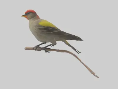 Galapagos Finch perched model 3D model